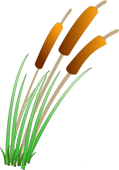 reeds